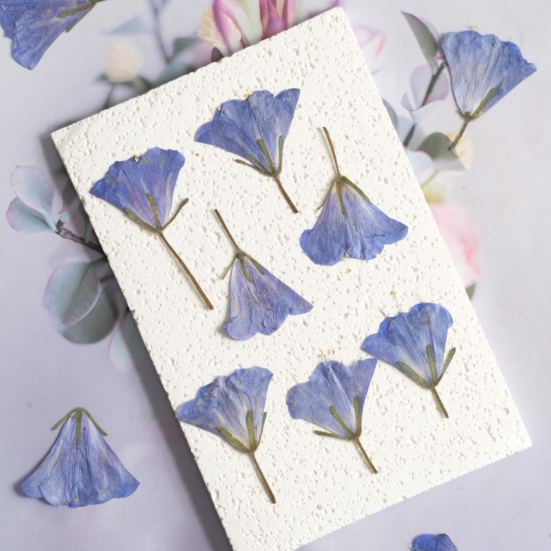 12pcs/3-5cm,nature Bluebell Em - Beauty Makeup Bridal 评论和价格