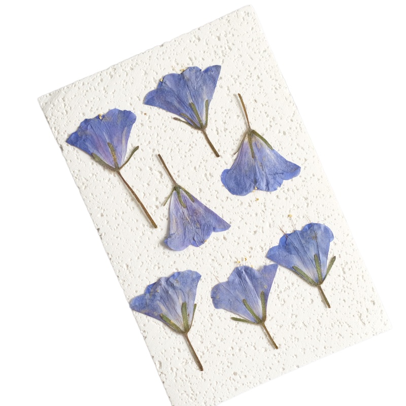 12pcs/3-5cm,nature Bluebell Em - Beauty Makeup Bridal 评论和价格