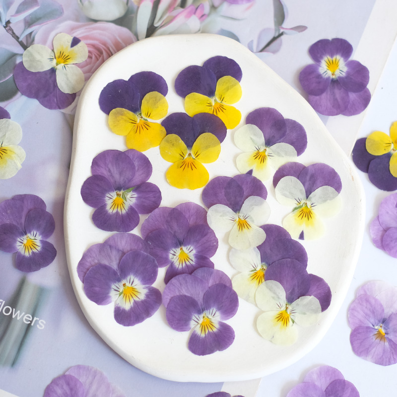 12pcs,nature Pansy Dried Flowe - Beauty Makeup Bridal 评论和价格