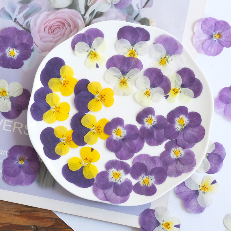 12pcs,nature Pansy Dried Flowe - Beauty Makeup Bridal 评论和价格
