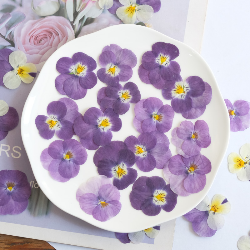 12pcs,nature Pansy Dried Flowe - Beauty Makeup Bridal 评论和价格